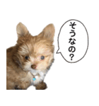 子犬のビケ（個別スタンプ：8）