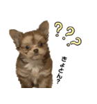 子犬のビケ（個別スタンプ：9）