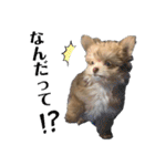 子犬のビケ（個別スタンプ：10）