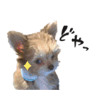 子犬のビケ（個別スタンプ：11）