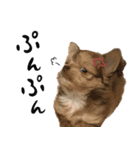 子犬のビケ（個別スタンプ：12）