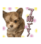 子犬のビケ（個別スタンプ：15）