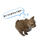 子犬のビケ（個別スタンプ：16）