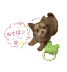子犬のビケ（個別スタンプ：19）
