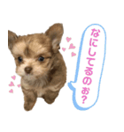 子犬のビケ（個別スタンプ：20）