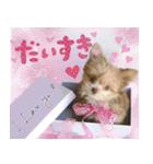 子犬のビケ（個別スタンプ：21）