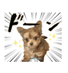 子犬のビケ（個別スタンプ：22）