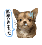 子犬のビケ（個別スタンプ：23）