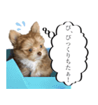 子犬のビケ（個別スタンプ：24）
