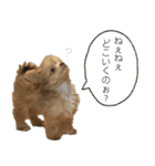 子犬のビケ（個別スタンプ：25）