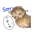 子犬のビケ（個別スタンプ：27）