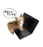 子犬のビケ（個別スタンプ：28）
