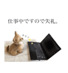 子犬のビケ（個別スタンプ：29）