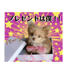 子犬のビケ（個別スタンプ：30）