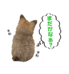 子犬のビケ（個別スタンプ：32）