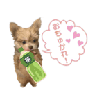 子犬のビケ（個別スタンプ：33）