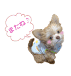 子犬のビケ（個別スタンプ：35）
