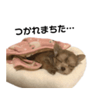 子犬のビケ（個別スタンプ：36）