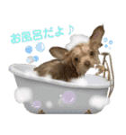 子犬のビケ（個別スタンプ：37）