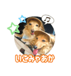 名古屋のダックスと猫（個別スタンプ：1）