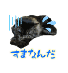 名古屋のダックスと猫（個別スタンプ：2）