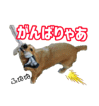 名古屋のダックスと猫（個別スタンプ：3）