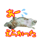 名古屋のダックスと猫（個別スタンプ：4）