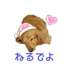 名古屋のダックスと猫（個別スタンプ：5）