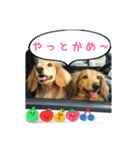 名古屋のダックスと猫（個別スタンプ：6）