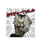 名古屋のダックスと猫（個別スタンプ：7）