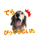 名古屋のダックスと猫（個別スタンプ：8）
