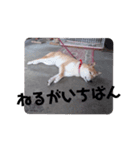 柴犬 花ちゃんスタンプ（個別スタンプ：3）