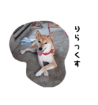 柴犬 花ちゃんスタンプ（個別スタンプ：4）