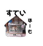 柴犬 花ちゃんスタンプ（個別スタンプ：8）