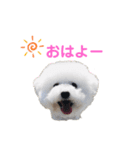 しろぷー 福スタンプ2（個別スタンプ：1）