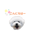 しろぷー 福スタンプ2（個別スタンプ：2）