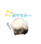しろぷー 福スタンプ2（個別スタンプ：4）