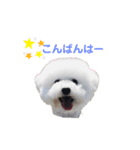しろぷー 福スタンプ2（個別スタンプ：5）