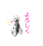 しろぷー 福スタンプ2（個別スタンプ：6）