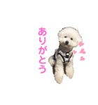 しろぷー 福スタンプ2（個別スタンプ：8）