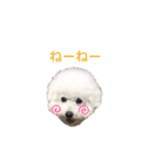 しろぷー 福スタンプ2（個別スタンプ：13）