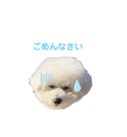 しろぷー 福スタンプ2（個別スタンプ：15）