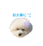 しろぷー 福スタンプ2（個別スタンプ：20）
