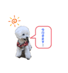 しろぷー 福スタンプ2（個別スタンプ：21）