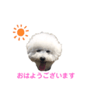 しろぷー 福スタンプ2（個別スタンプ：22）