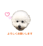 しろぷー 福スタンプ2（個別スタンプ：24）