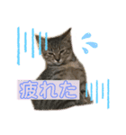 春＆櫻 Part2（個別スタンプ：7）