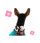 大好き❤はなちゃん（個別スタンプ：31）