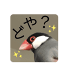 文鳥のうめっち2（個別スタンプ：1）