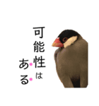 文鳥のうめっち2（個別スタンプ：2）